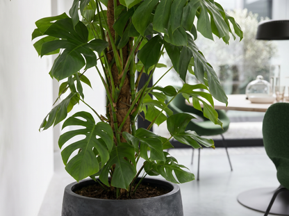 Monstera Deliciosa XL in urban jungle interieur