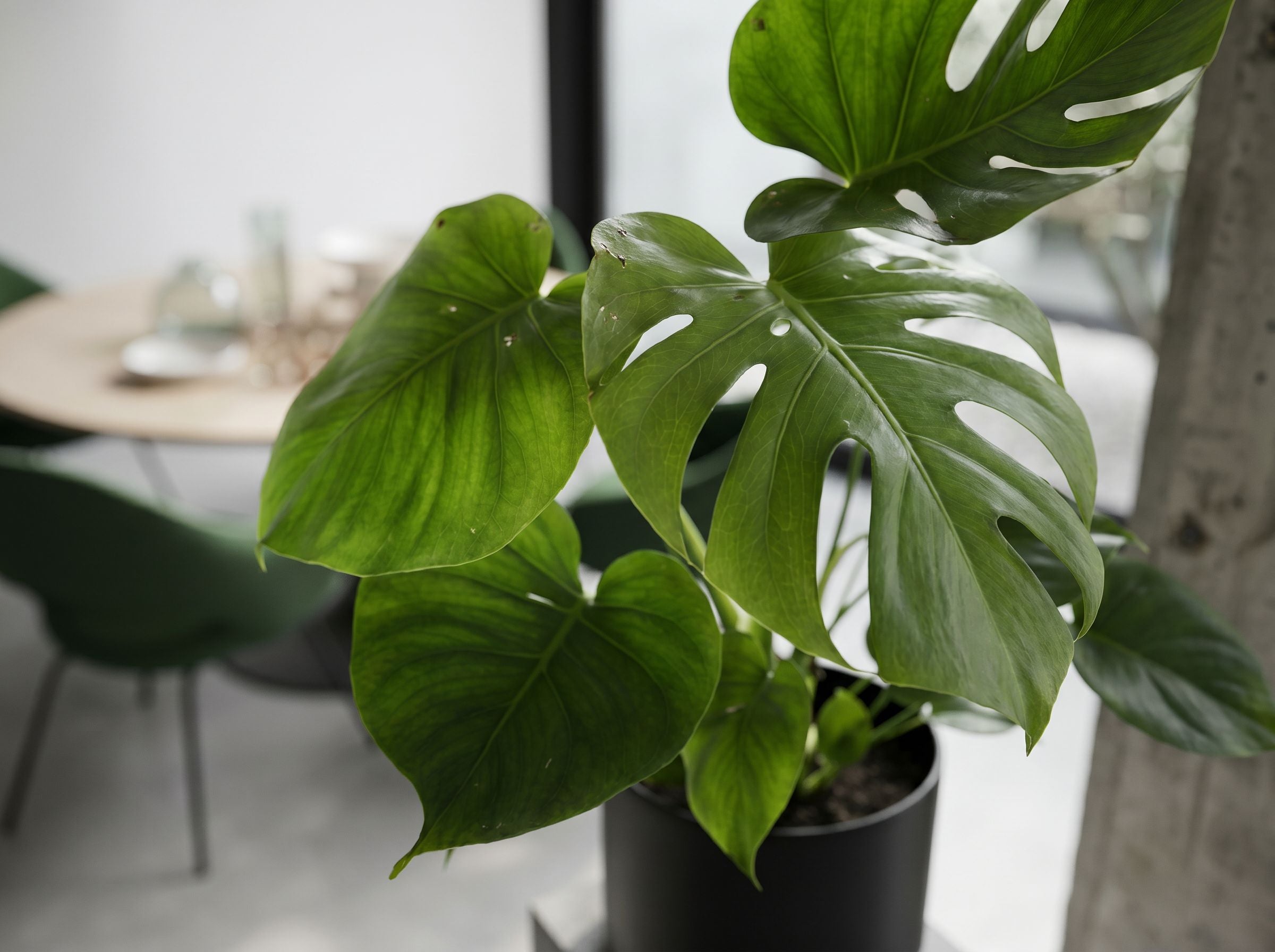 Monstera Deliciosa (Accent) bladstructuur close-up