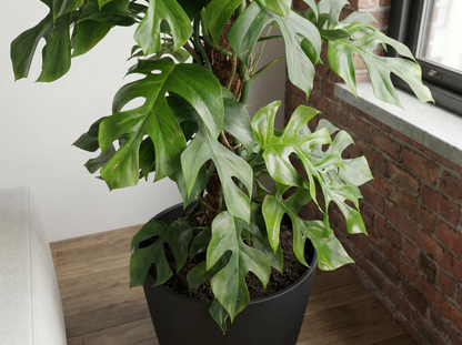 Monstera Minima bladstructuur close-up