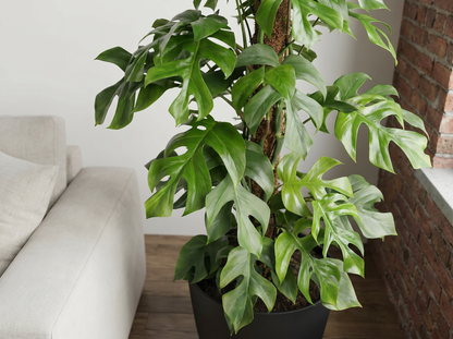 Monstera Minima in urban jungle interieur