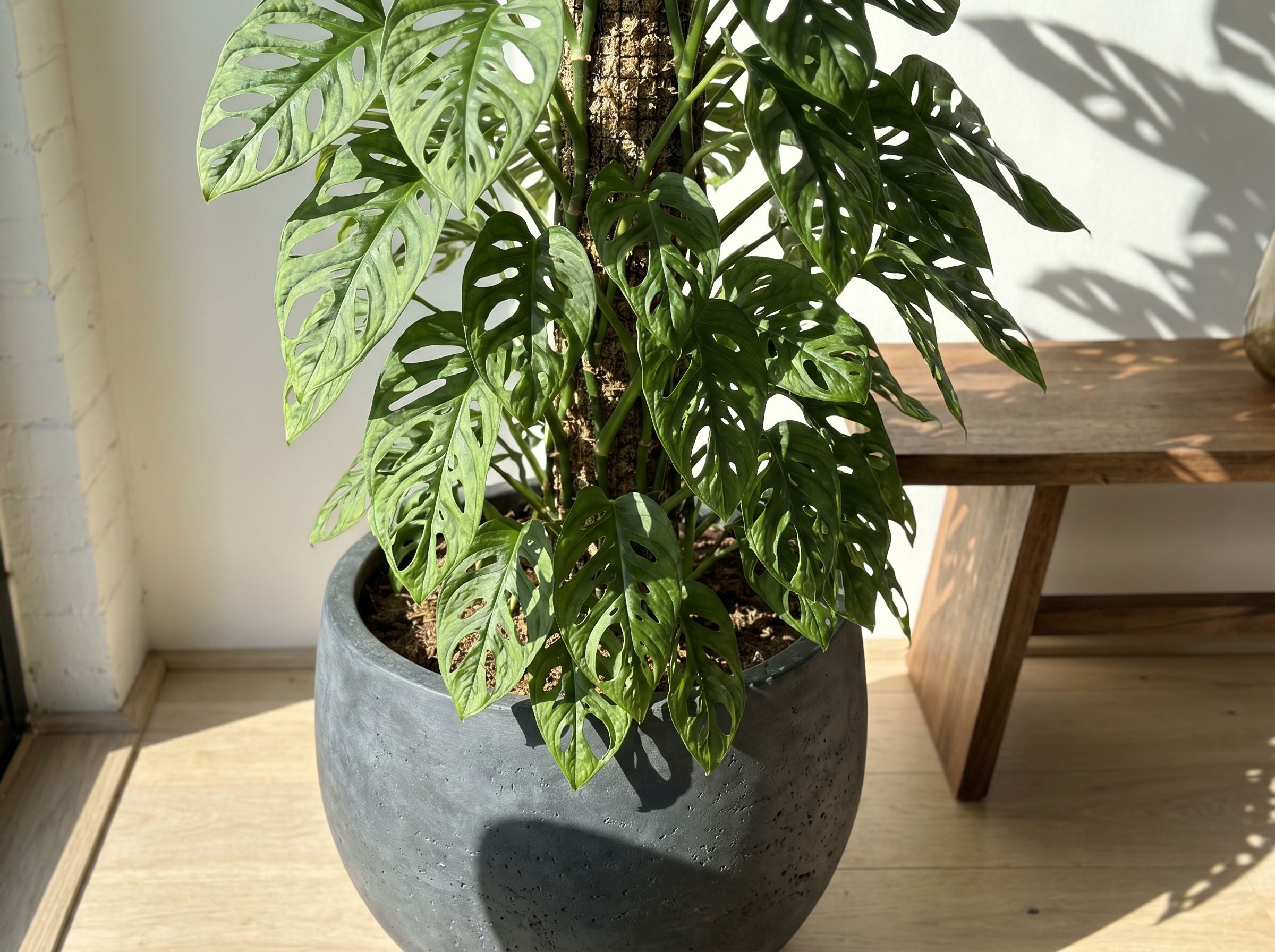 Monstera Monkey Leaf (Mosstok) monkey leaf volledige plant