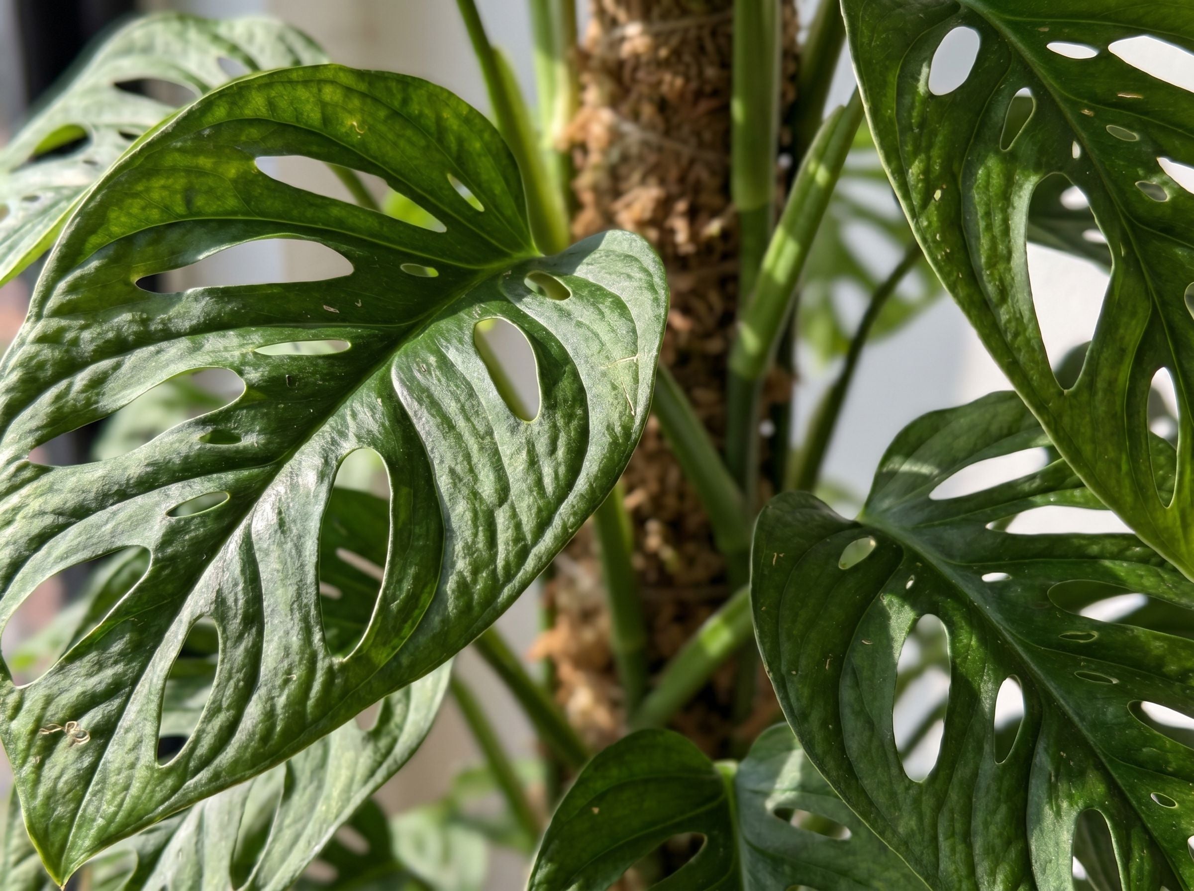 Monstera Monkey Leaf (Mosstok) monkey leaf volledige plant