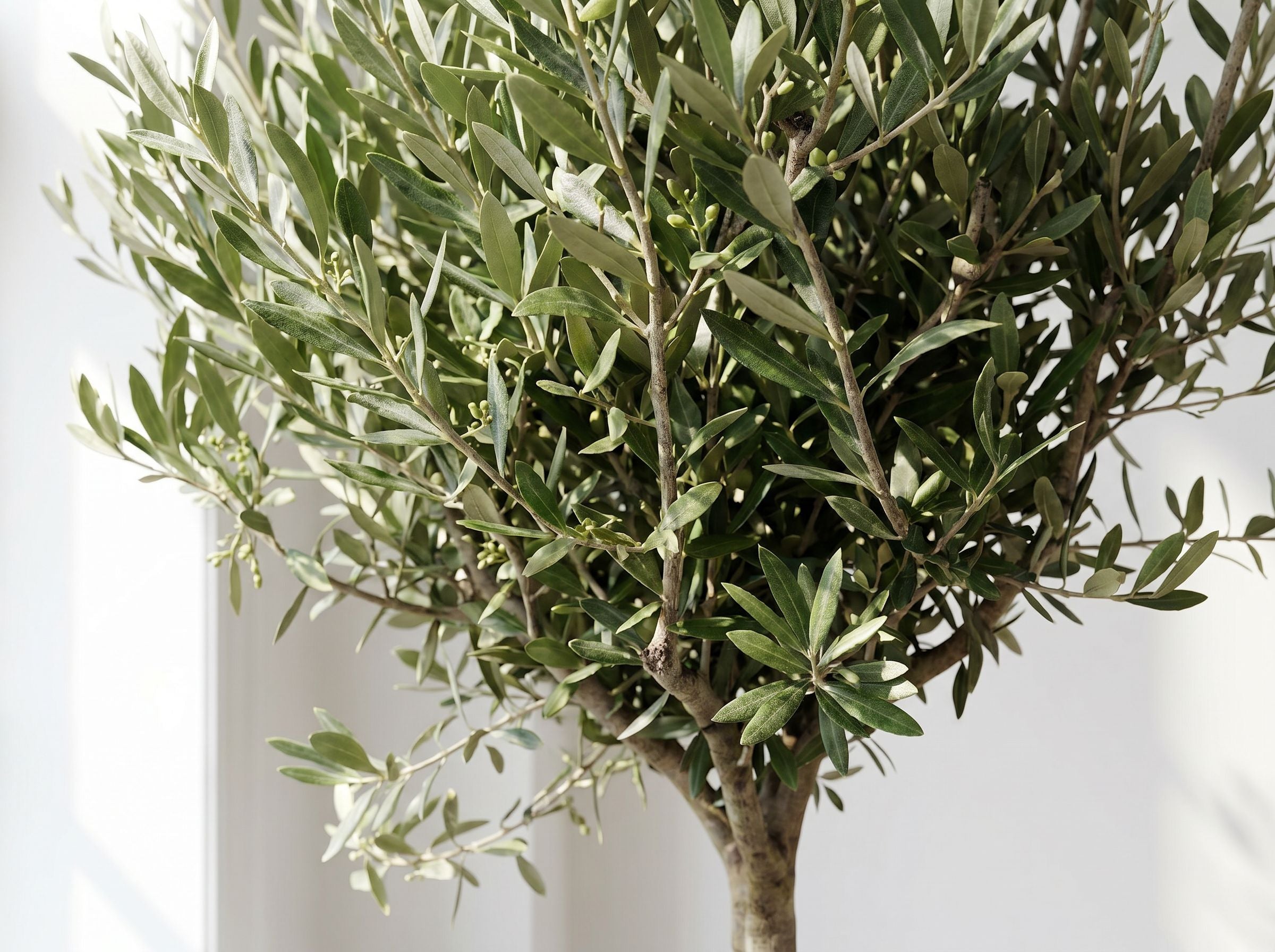 Olea Europaea on trunk