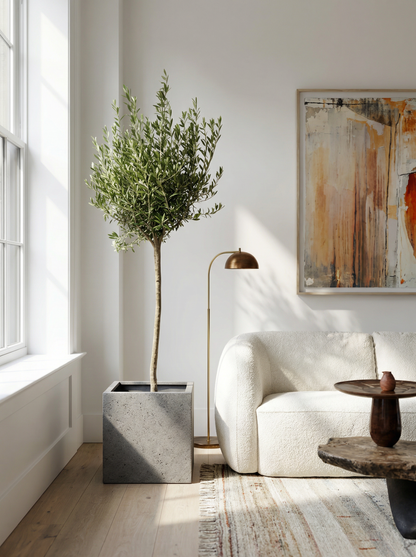 Olea Europaea op stam olijfboom op stam 160 cm in mat keramische pot
