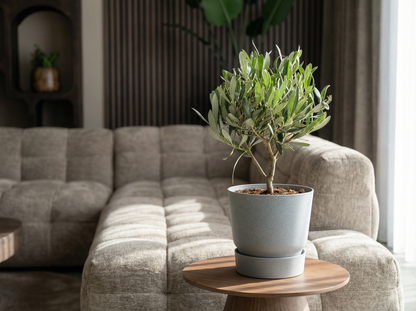 Olea baby Olijf olijfboompje 21 cm in mat keramische pot