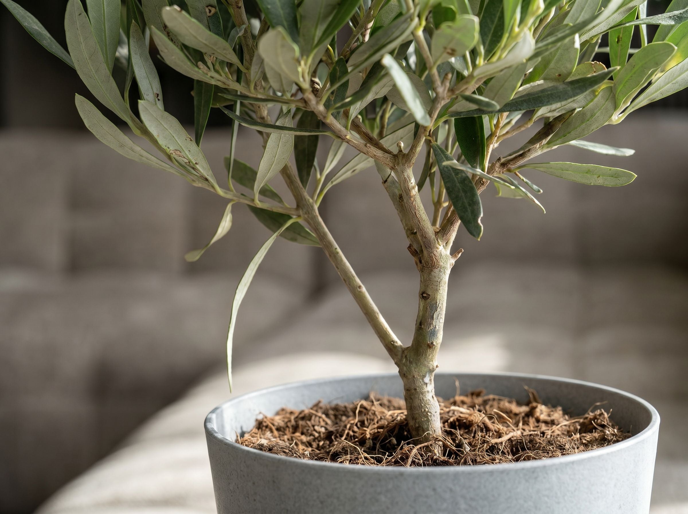 Olea baby Olive
