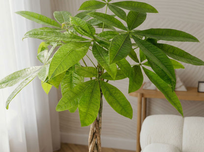 Pachira Aquatica geluksboom volledige plant