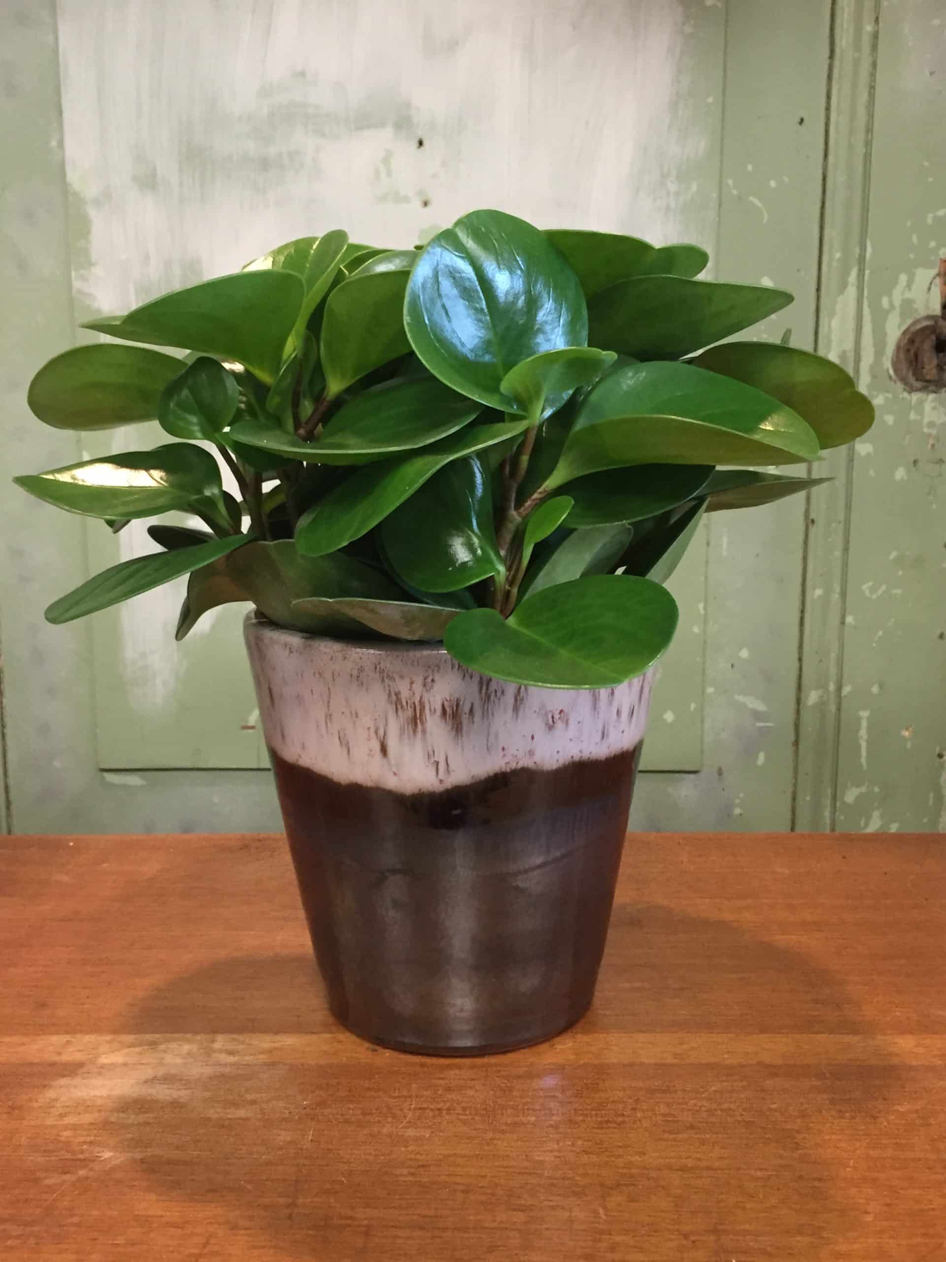 Peperomia obtusifolia