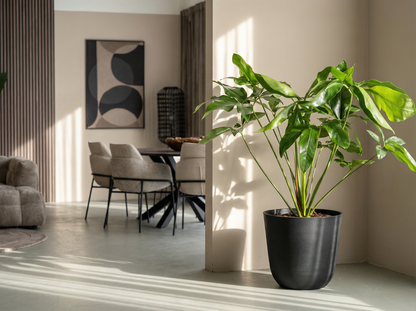 Philodendron Green Wonder philodendron green wonder 100 cm in mat keramische pot