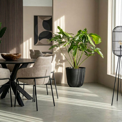 Philodendron Green Wonder in urban jungle interieur