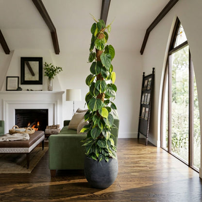 Philodendron Scandens Brasil (Mosstok) brasil klimplant 150 cm in mat keramische pot