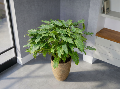 Philodendron Xanadu in urban jungle interieur
