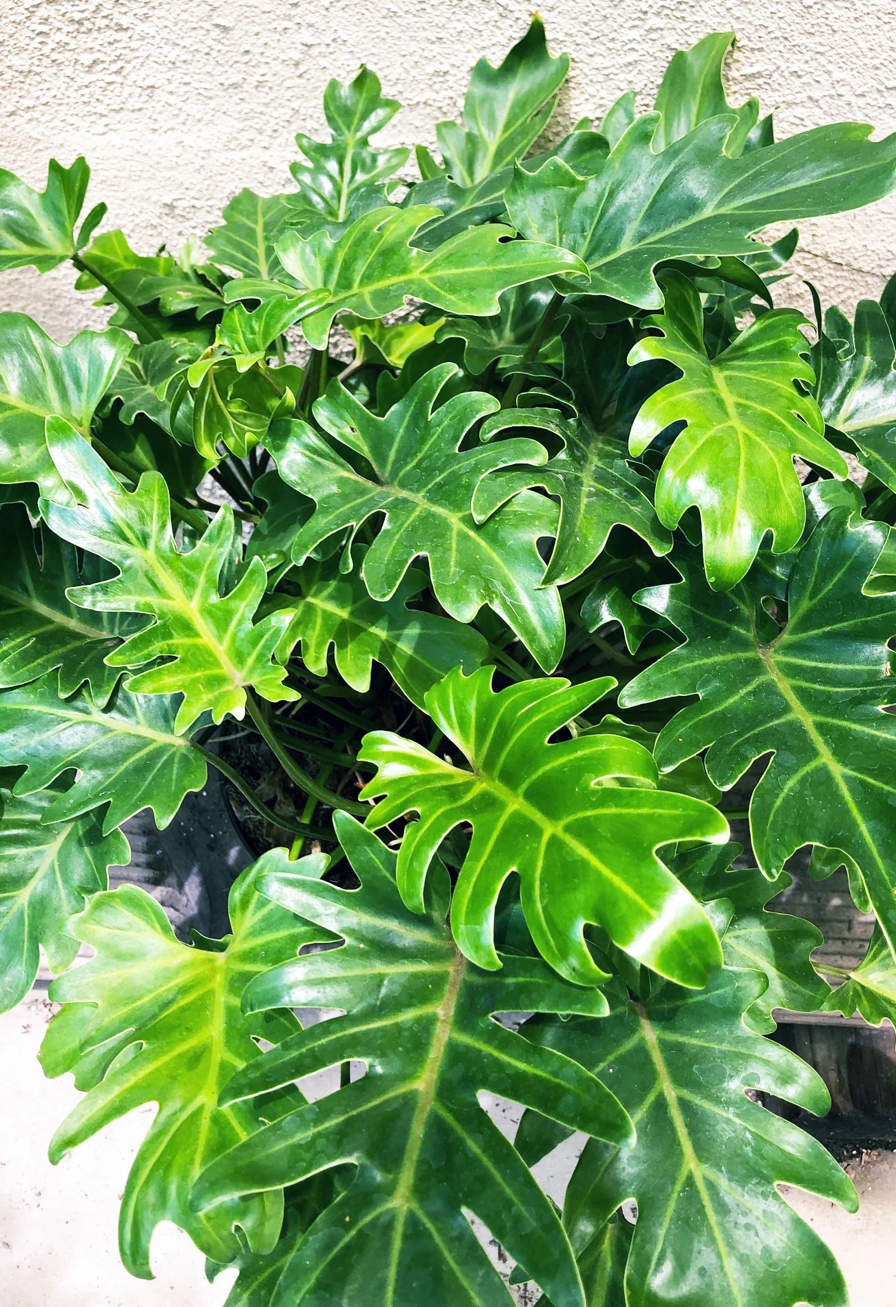Philodendron Xanadu bladstructuur close-up