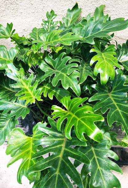 Philodendron Xanadu bladstructuur close-up