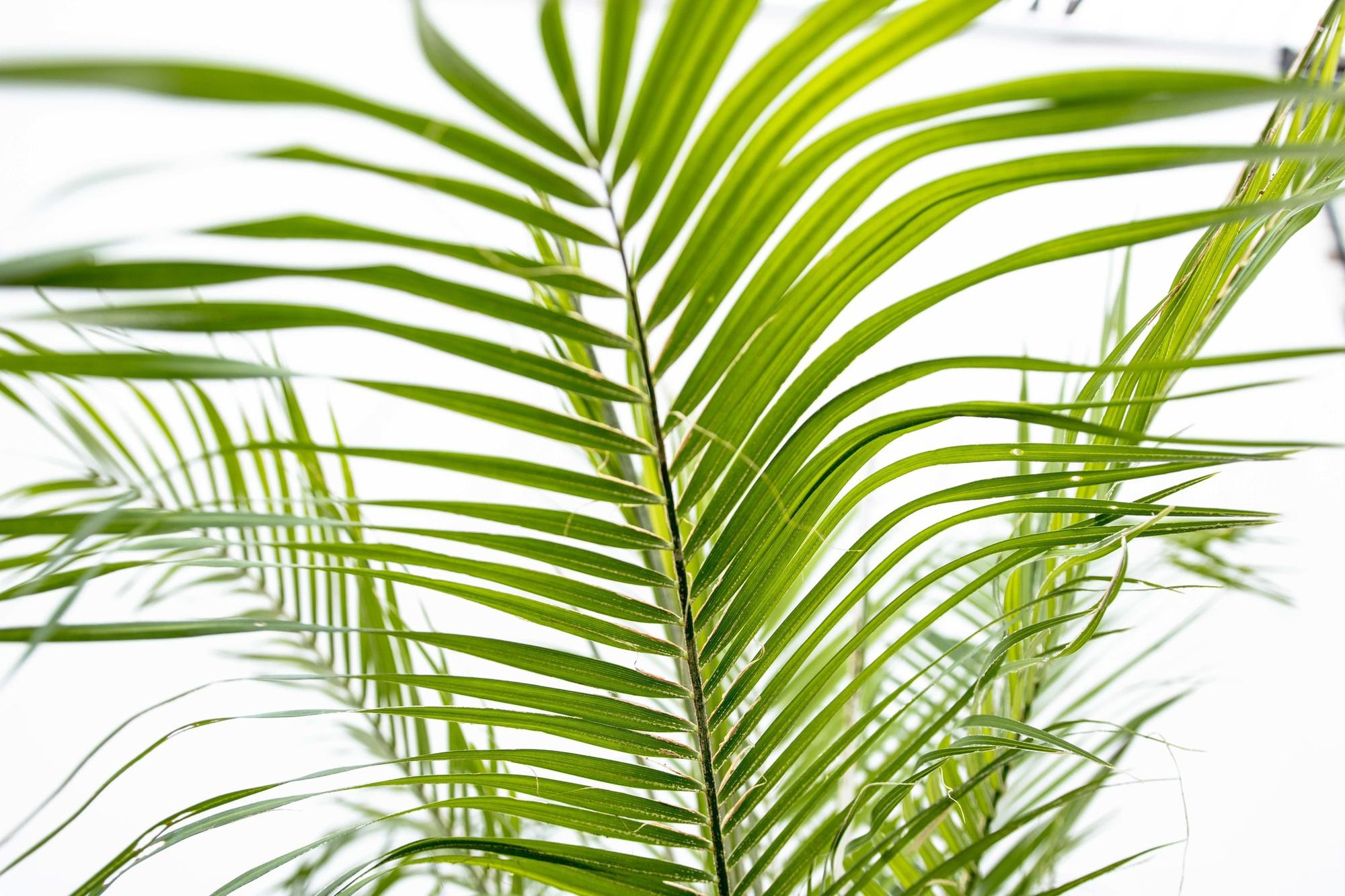 Phoenix Roebelenii