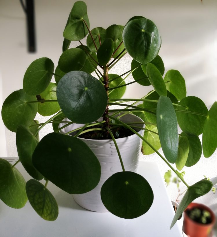 Pilea peperomioides