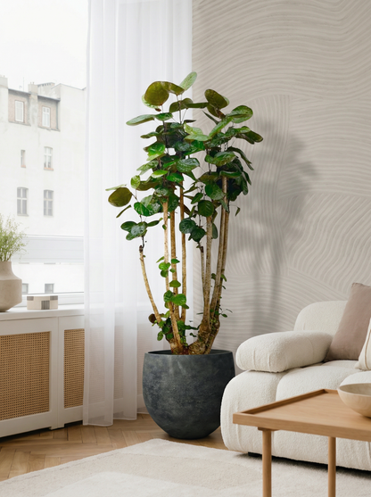 Polysicas Fabian XXL aralia fabian xxl 150 cm in mat keramische pot