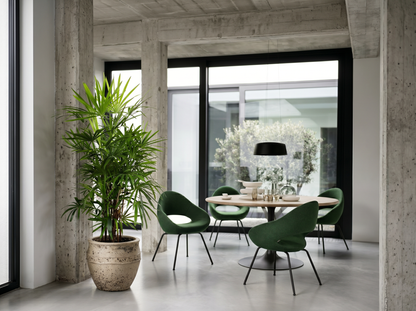 Rhapis Excelsa in Japandi interieur