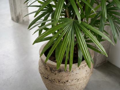 Rhapis Excelsa bladstructuur close-up