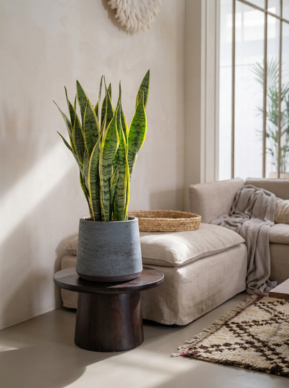 Sansevieria Trifasciata Laurentii vrouwentong 40–85 cm in mat keramische pot