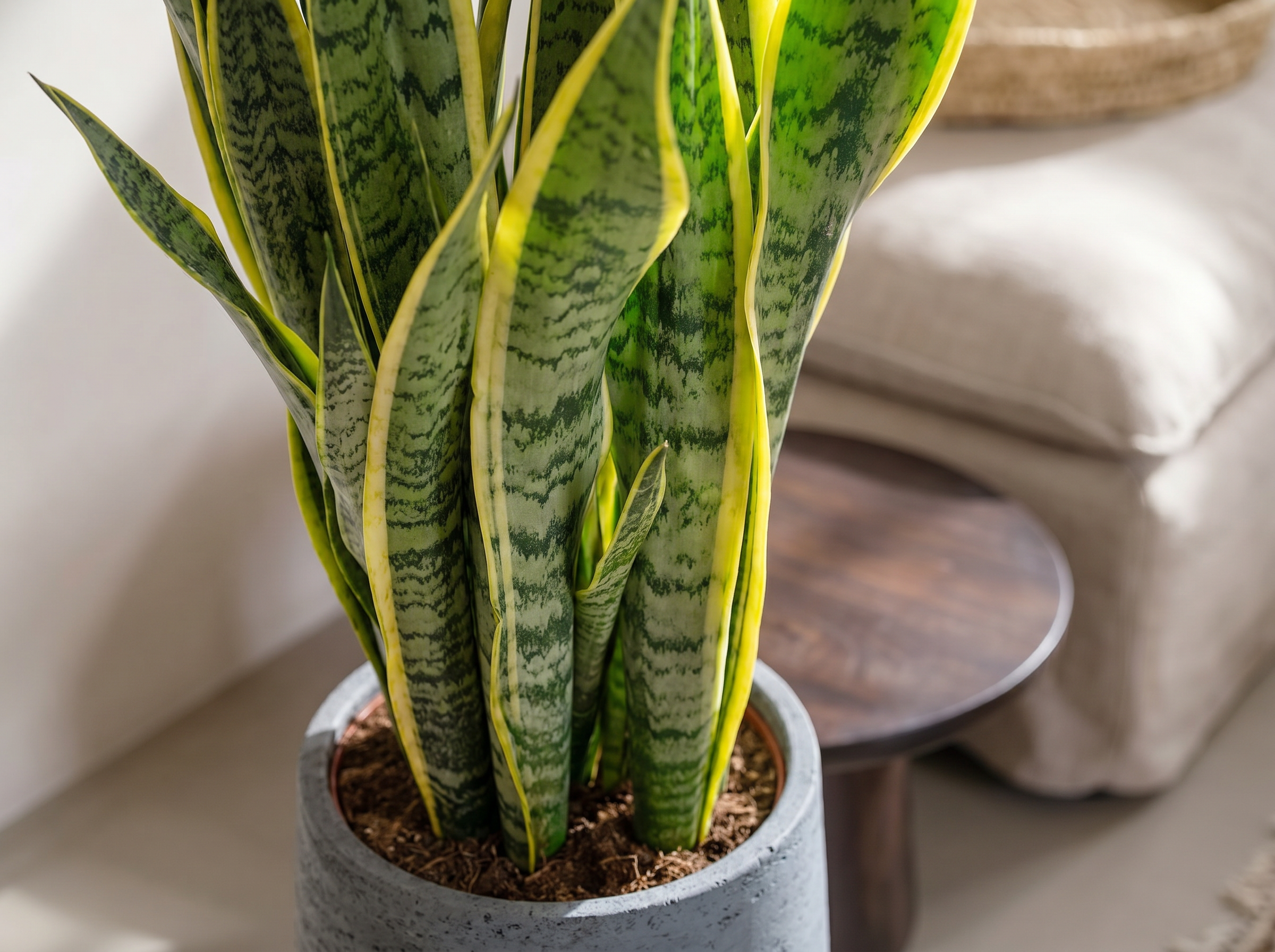 Sansevieria Trifasciata Laurentii bladstructuur close-up