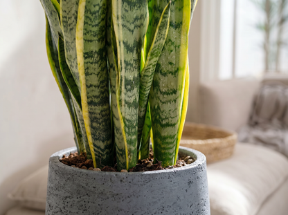 Sansevieria Trifasciata Laurentii vrouwentong volledige plant