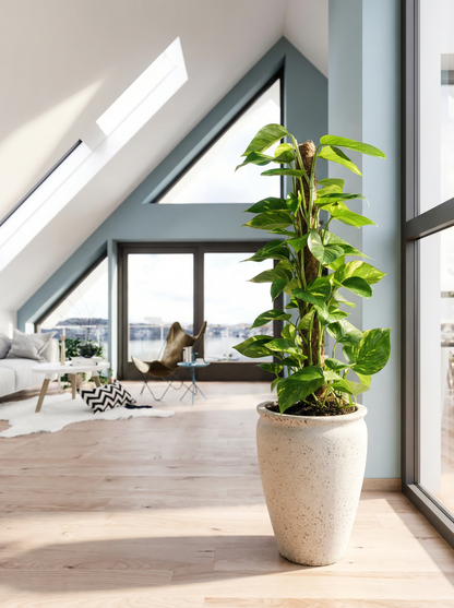 Scindapsus Epipremnum satijnscindapsus 50–80 cm in mat keramische pot