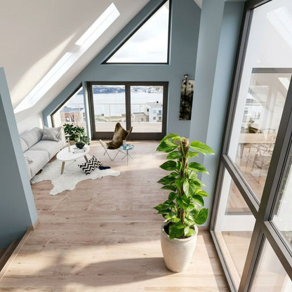 Scindapsus Epipremnum in urban jungle interieur