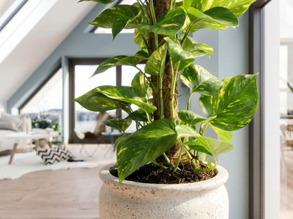 Scindapsus Epipremnum satijnscindapsus volledige plant
