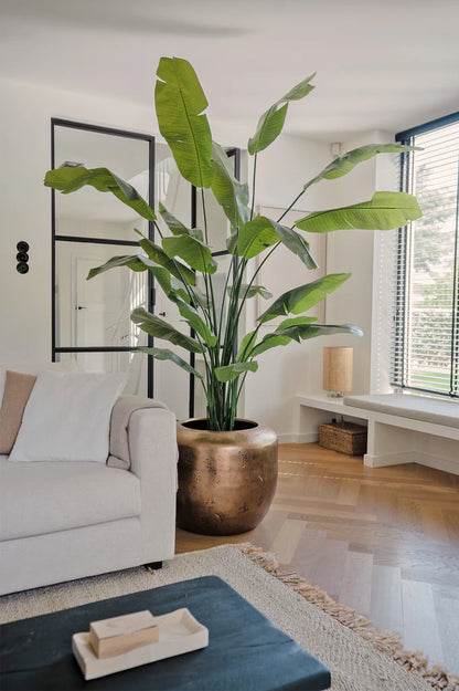 Strelitzia nicolai