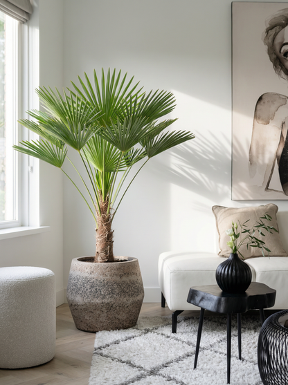 Trachycarpus wagnerianus wagner palm 130 cm in mat keramische pot