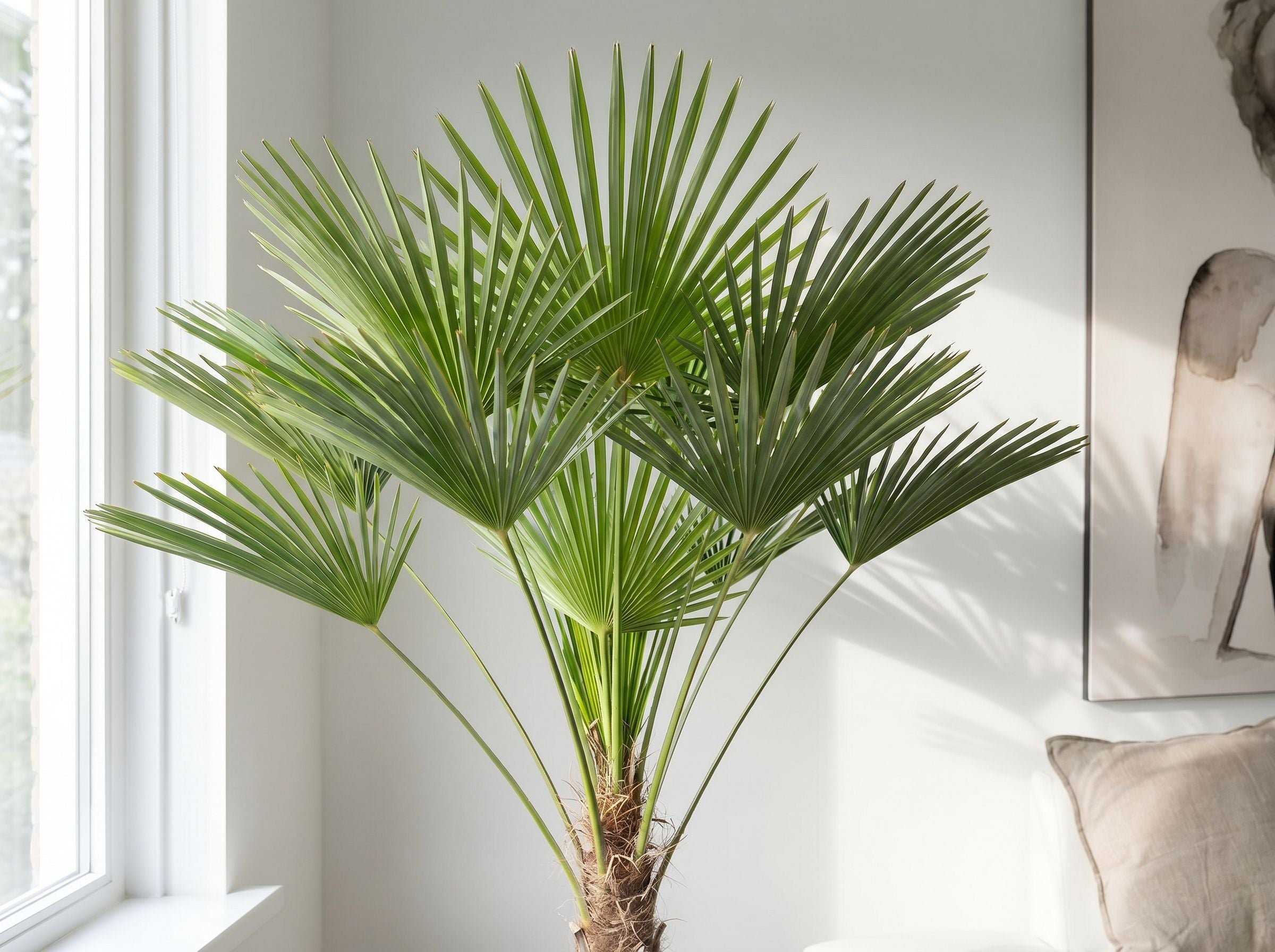 Trachycarpus wagnerianus