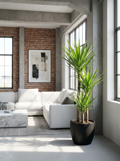 Yucca elephantipes palmlelie 100–140 cm in mat keramische pot