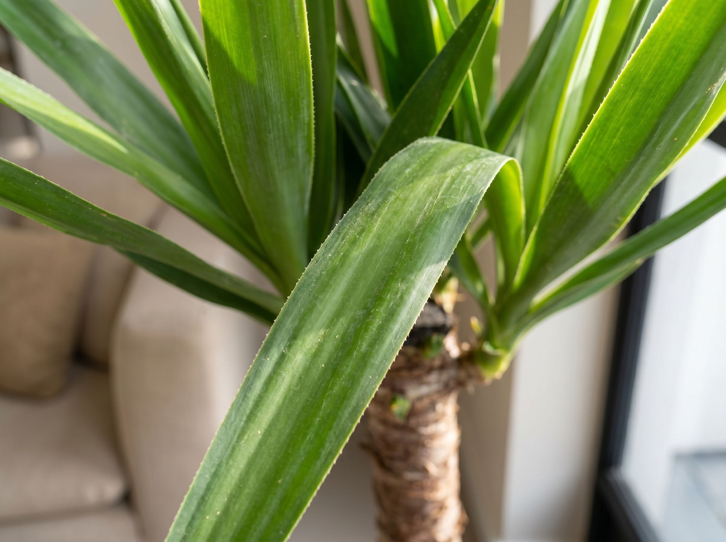Yucca elephantipes (Accent)