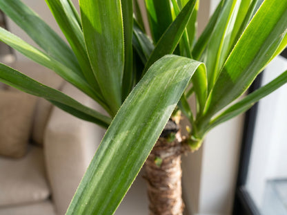 Yucca elephantipes (Accent) bladstructuur close-up