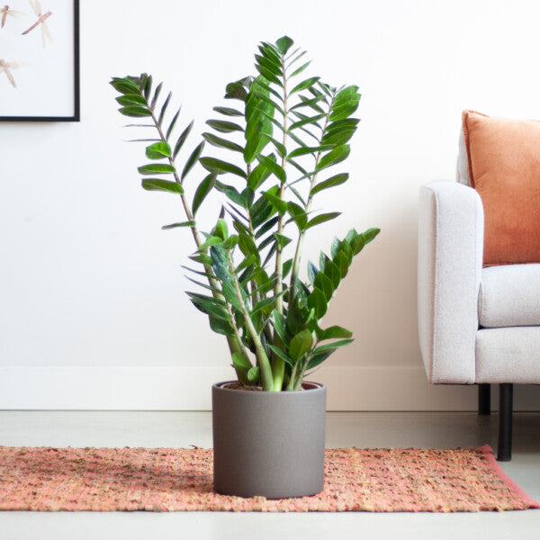 Zamioculcas zamiifolia