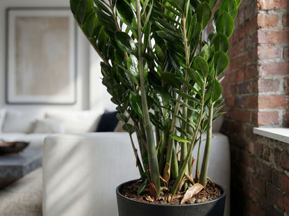 Zamioculcas in modern minimalistisch interieur