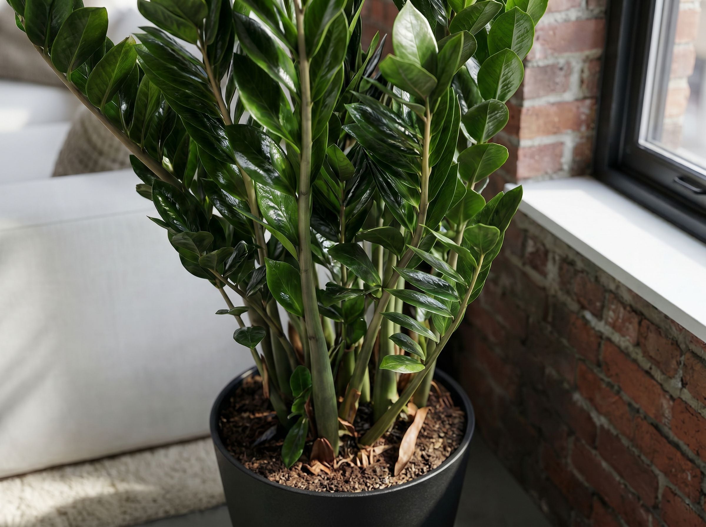 Zamioculcas bladstructuur close-up