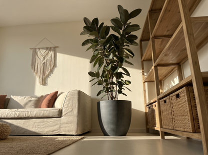 Ficus Elastica Burgundy in modern minimalistisch interieur