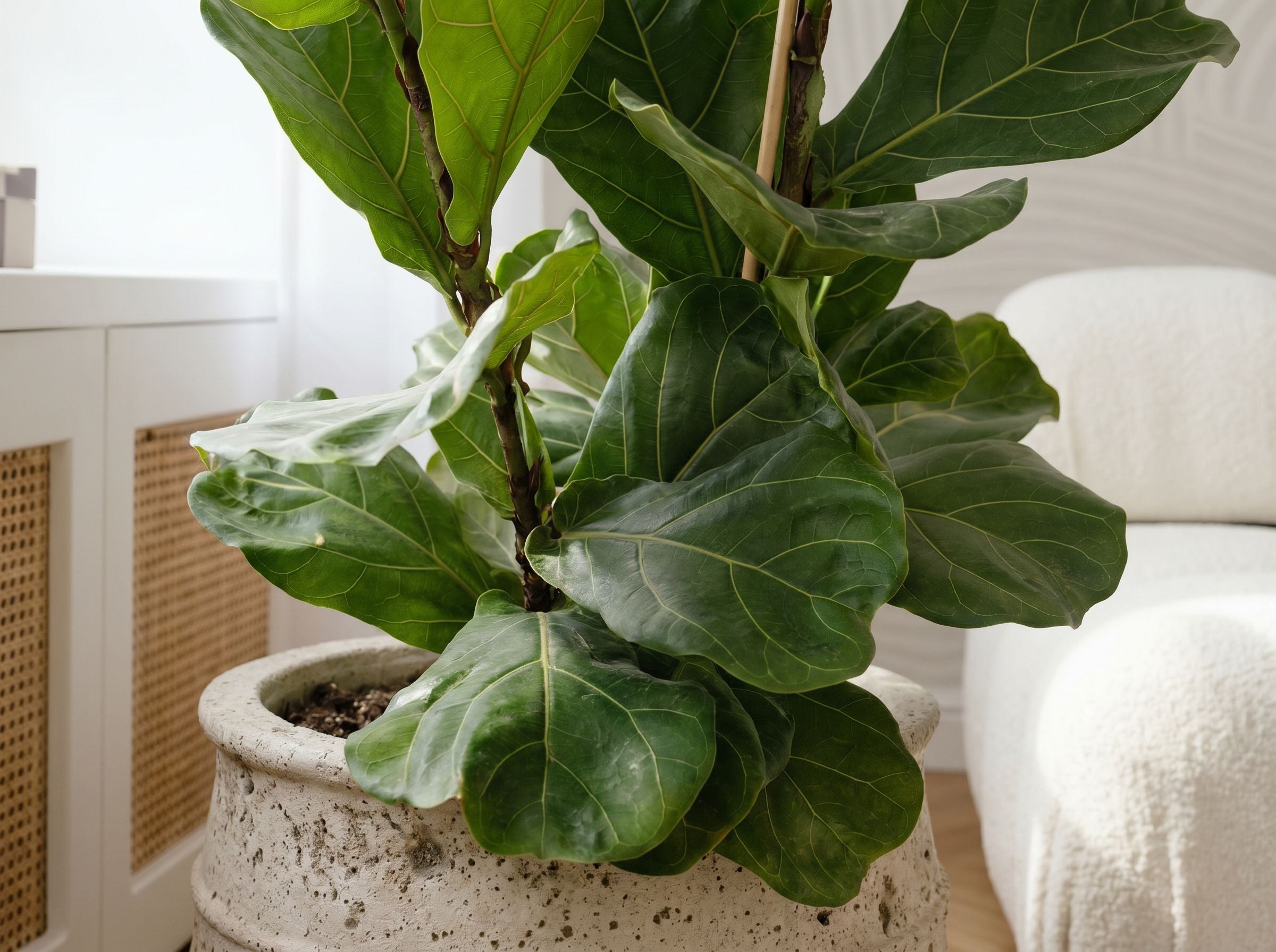 Ficus Lyrata in Scandinavisch interieur