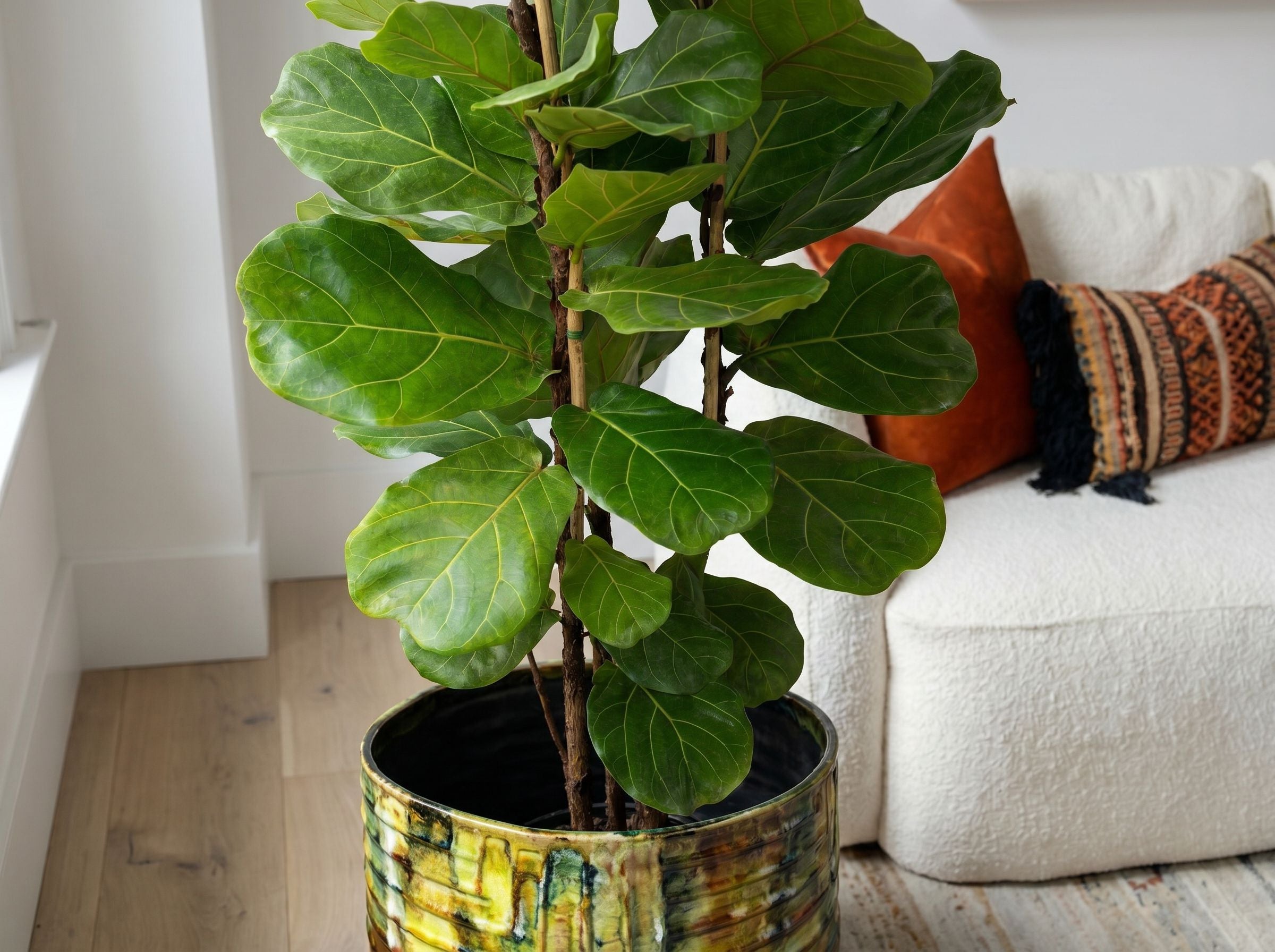 Ficus Lyrata struik bladstructuur close-up