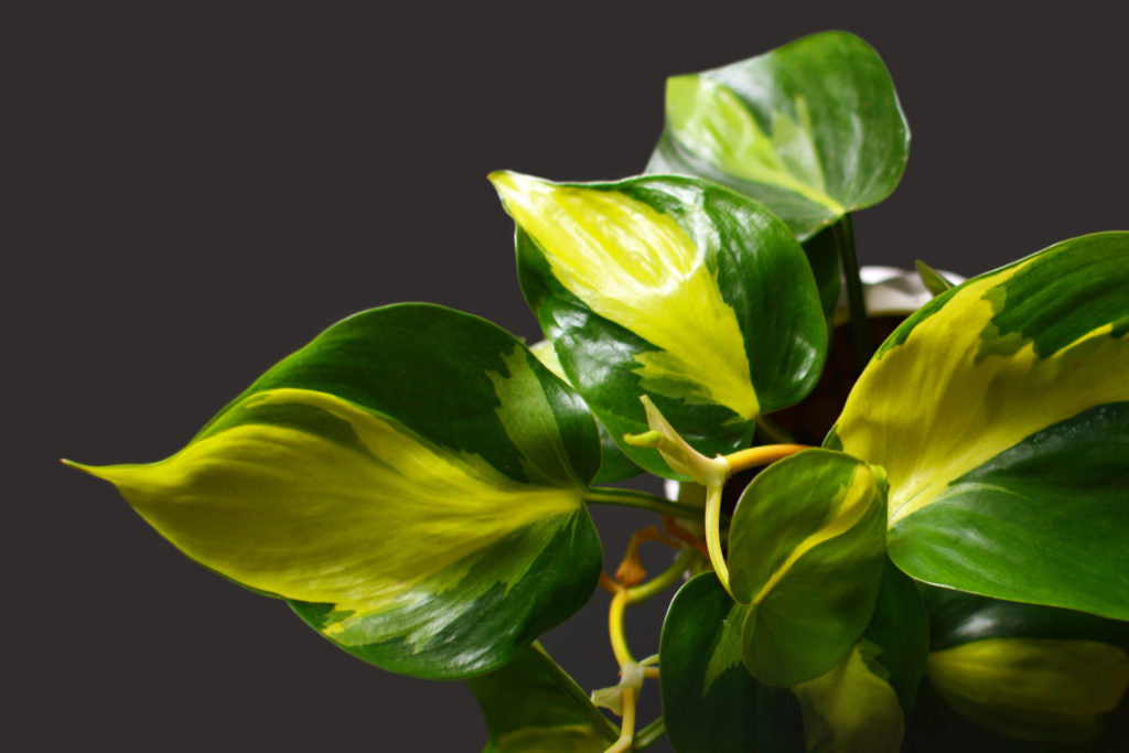 Philodendron Scandens Brasil (Mosstok) bladstructuur close-up