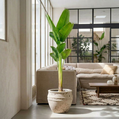 Strelitzia Augusta in urban jungle interieur