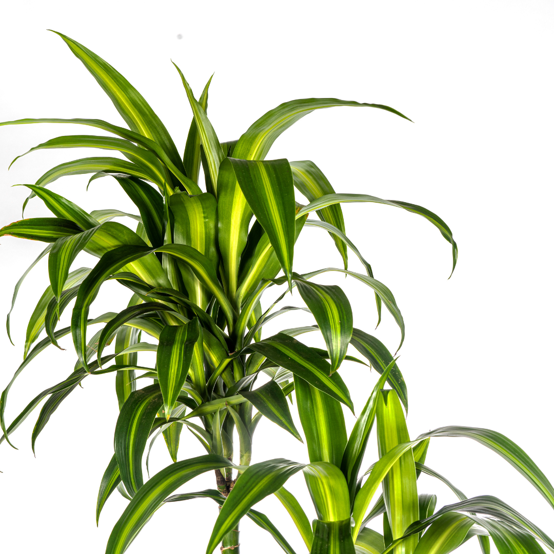 Dracaena Deremensis Hawaiian Sunshine