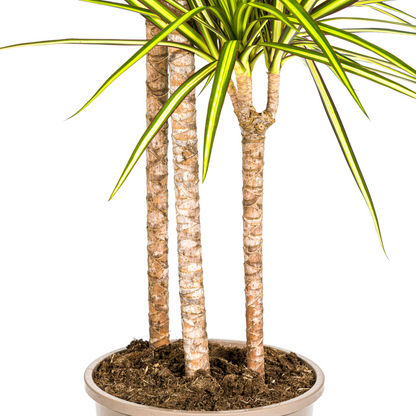 Dracaena Marginata Sunray