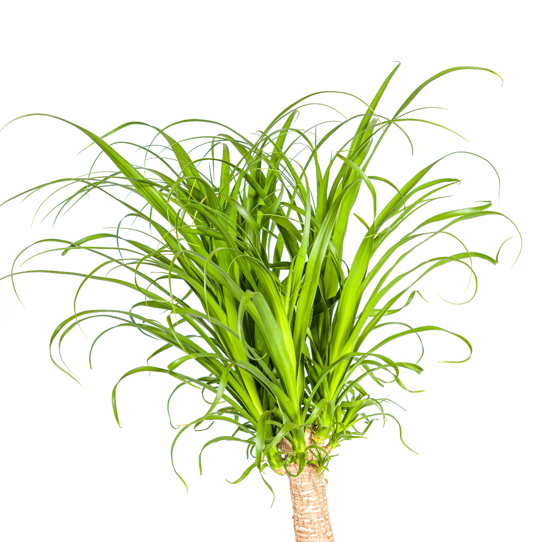 Beaucarnea Recurvata Stam