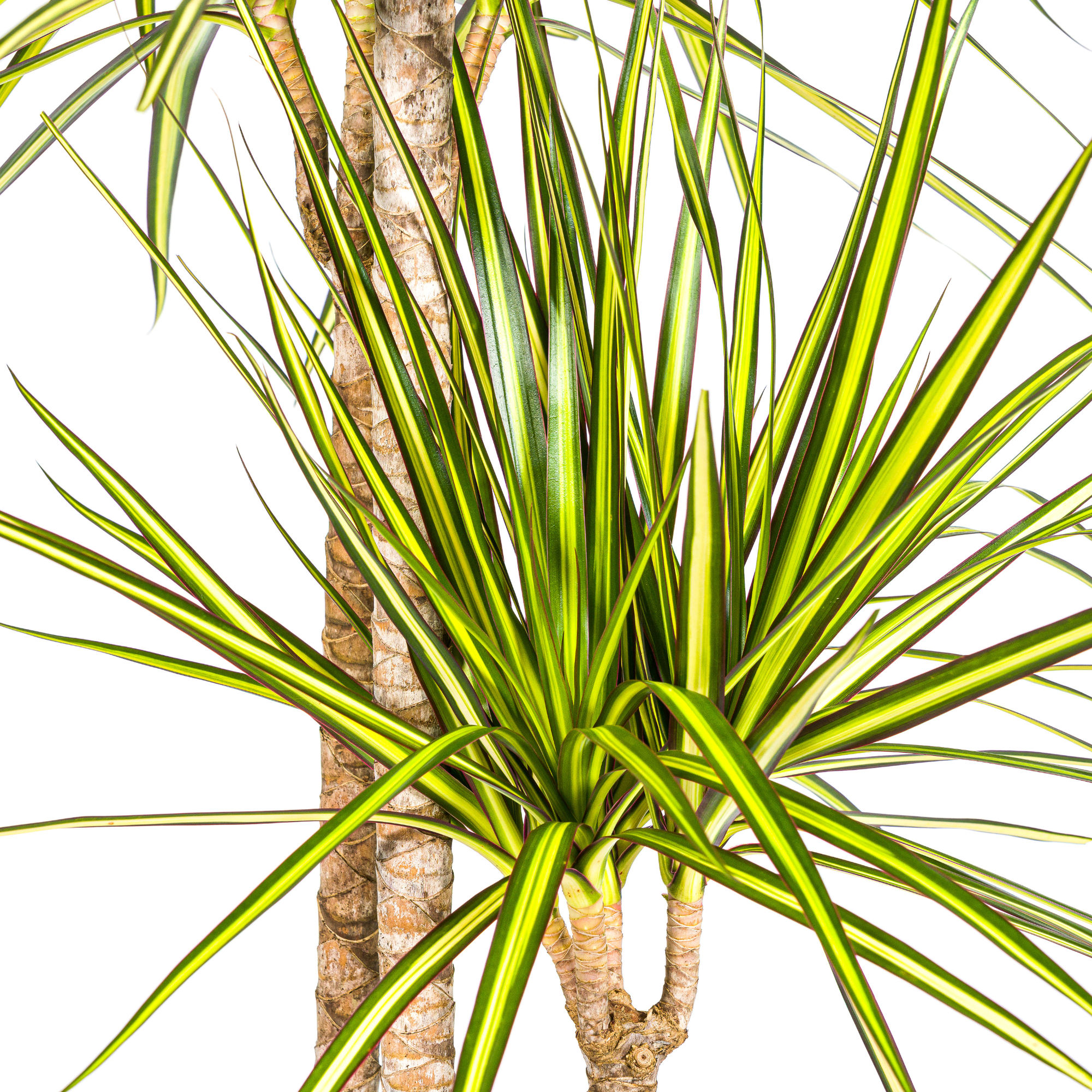 Dracaena Marginata Sunray