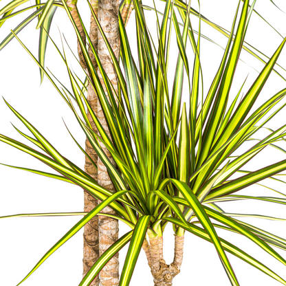 Dracaena Marginata Sunray