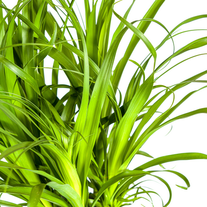 Beaucarnea Recurvata Stam