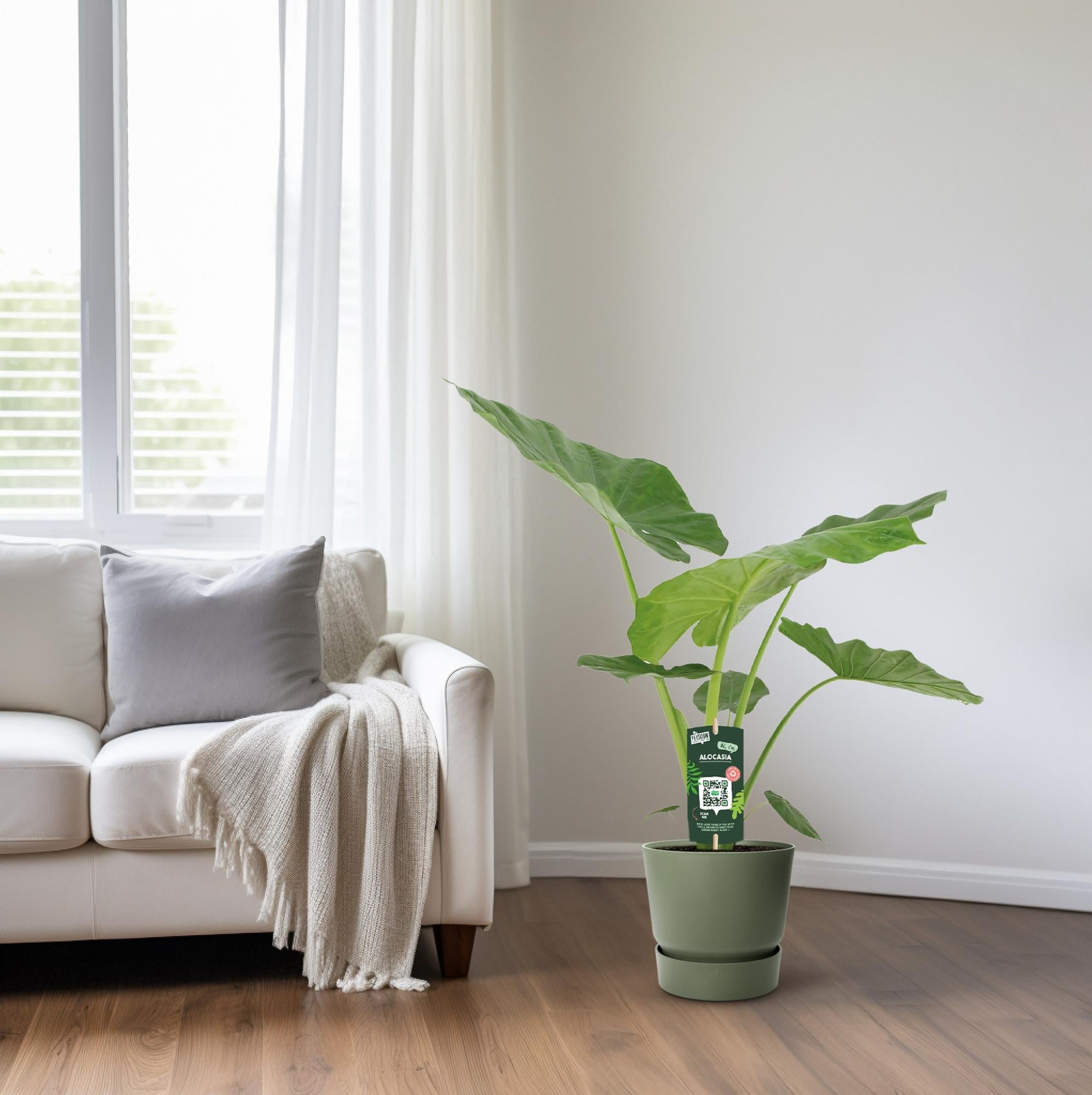 Alocasia Macrorrhiza